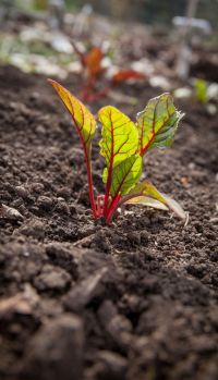 Mangold ins Beet pflanzen