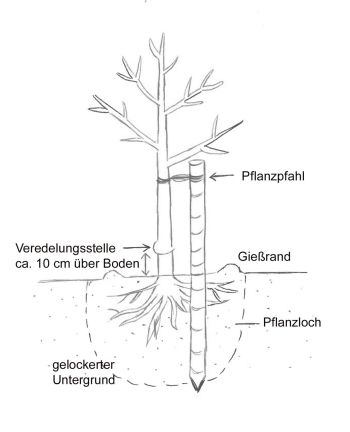 Einen Obstbaum pflanzen - Pflanzanleitung