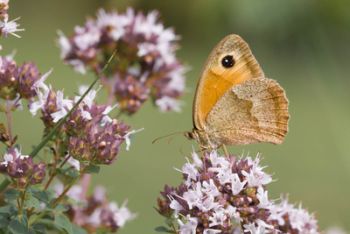 Oregano mit Schmetterling