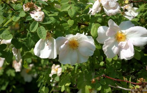 Ungefüllte Rosenblüten