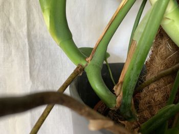 Ableger von Monstera