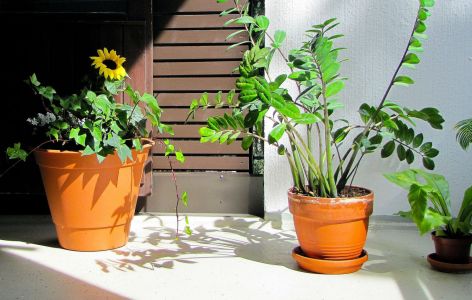 Balkon naturnah gestalten