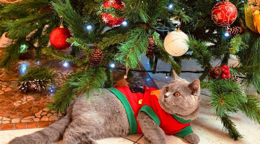Weihnachtsbaum mit Katze und Schmuck Christbaum