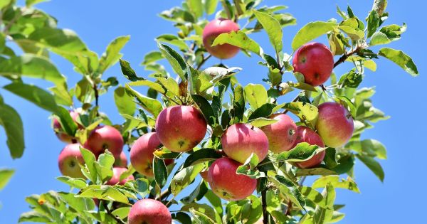 32+ Welcher Obstbaum Für Den Kleinen Garten, Wir zeigen ihnen,