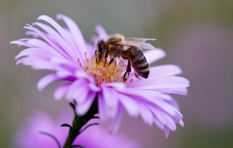 Blumen bienenfreundlich Balkon