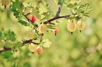 Stachelbeeren Beerenstrauch Stachelbeerstrauch
