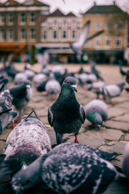 Eine große Gruppe von Stadttauben auf einem gepflasterten Platz in einer Stadt. Im Vordergrund steht eine Taube mit rötlichen Augen direkt vor der Kamera, während im Hintergrund historische Gebäude unscharf erkennbar sind.