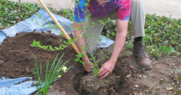 Einen Obstbaum pflanzen − Schritt für Schritt
