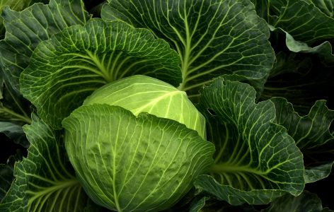 Kohl im Gemüsebeet