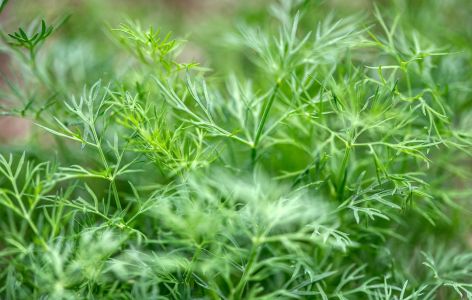 Dill und Tomaten gute Nachbarn