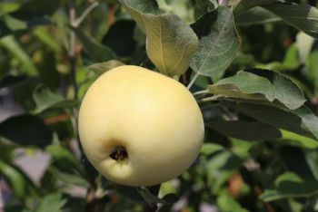 Alte Apfelsorten: Weißer Klarapfel