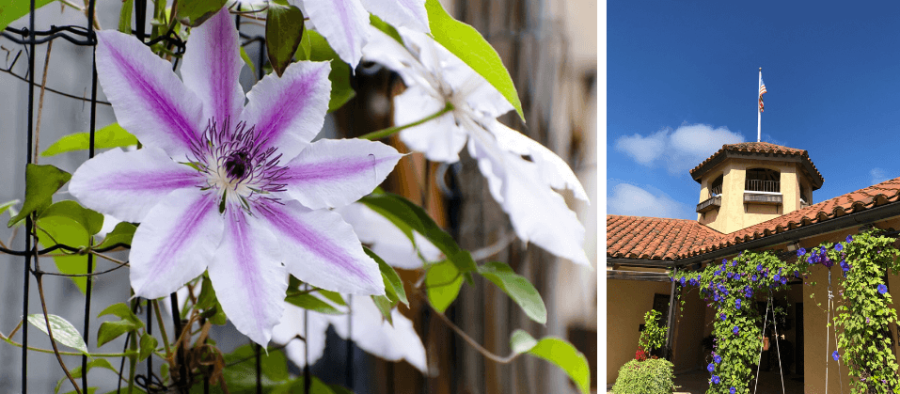 Clematis Hybride Blüten