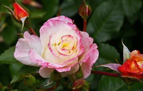 Was passt zu Stockrosen? Beispiel Rosen