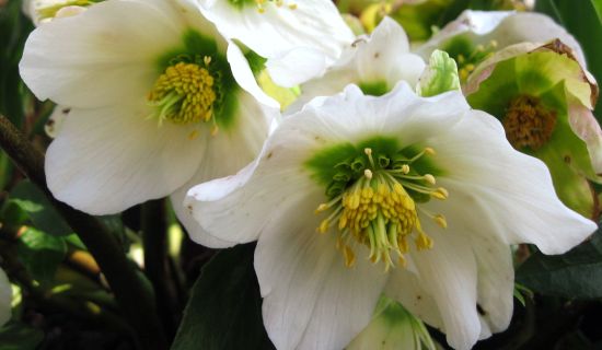 Blühende Christrose