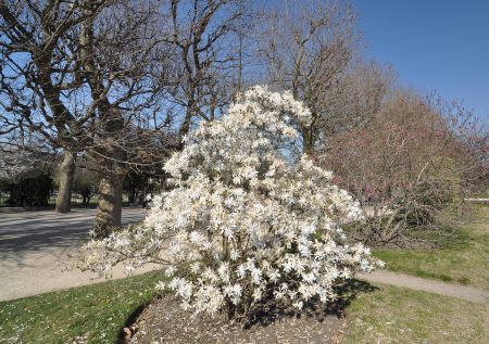 Eine buschig gewachsene Stern-Magnolie steht in voller, reinweißer Blütenpracht auf einer Rasenfläche in einem Park. Die unzähligen sternförmigen Blüten bedecken das gesamte Geäst, noch bevor sich die grünen Blätter zeigen. Im Hintergrund stehen hohe, noc