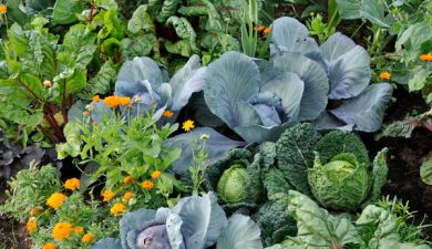 Mischkultur im Gemüsebeet: Welches Gemüse passt zusammen?