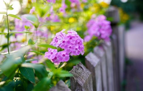 Blumen bienenfreundlich Balkon