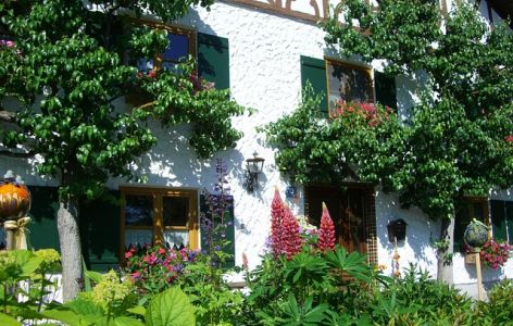 Birnenspalier im Bauerngarten