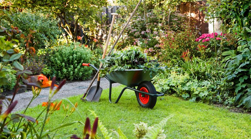 Mit Grünschnitt gefüllte Schubkarre im Garten