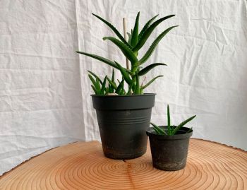 Aloe vera vor Leinentuch