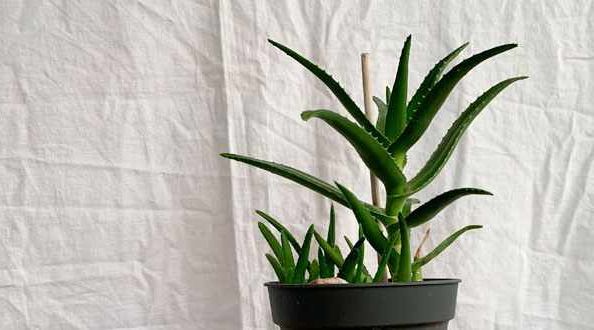 Aloe vera vor Leinentuch