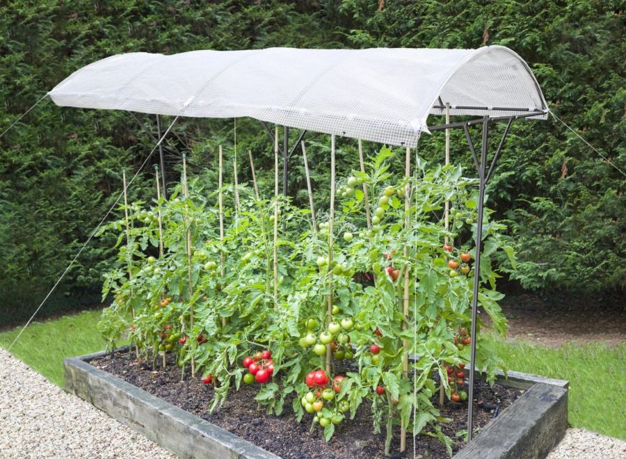 Tomatenregendach über mehreren Tomatenpflanzen