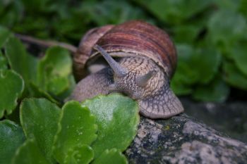 Weinbergschnecke frisst am Blatt