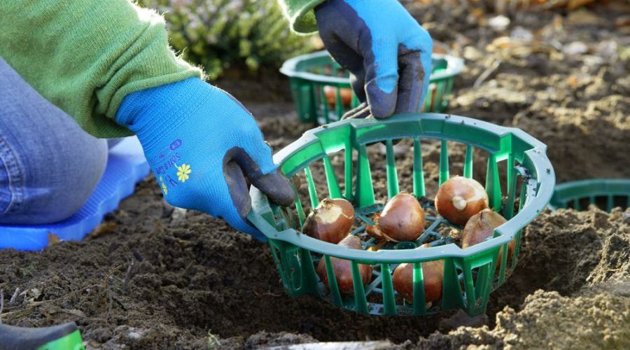 Zwiebelblumen werden in Kunststoffpflanzschale in den Boden gesetzt