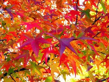 BHerbstfärbung beim Amberbaum