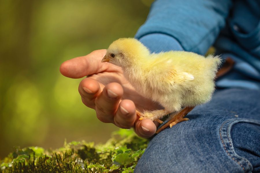 Ein flauschiges gelbes Küken steht auf der Handfläche einer Person, die einen blauen Pullover trägt. Die Szene spielt sich im Grünen ab und wirkt ruhig und friedlich.