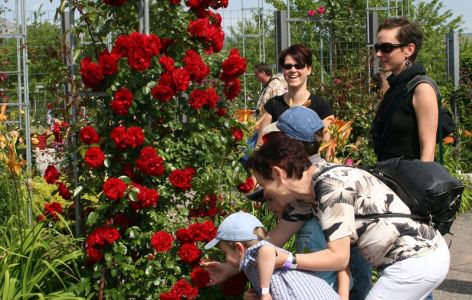 Kind riecht am Rosenbogen