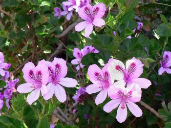 Geranium