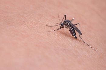 Hausmittel für Insektenstiche