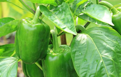 Grüne Paprika