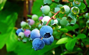Blaubeeren Heidelbeere Beerenstrauch