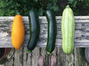 Zucchini richtig anbauen