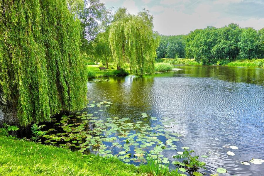 Trauerweiden am See