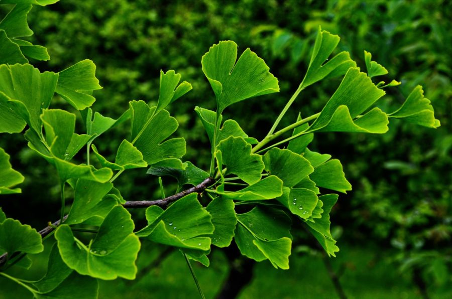 Nahaufnahme eines Ginkgo-Zweiges mit den charakteristischen, fächerförmigen Blättern in kräftigem Sommergewand. Auf den leicht eingekerbten Blatträndern glitzern einzelne Wassertropfen. Der Hintergrund ist in ein unscharfes, dunkles Blattgrün getaucht.