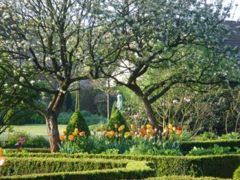 Tulpen unter Bäumen