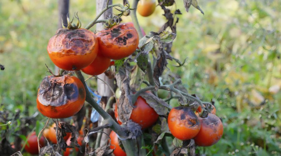 Ein vertrockneter Tomatenstrauch im Freiland hängt voll mit reifen, roten Tomaten. Fast alle Früchte weisen großflächige, runzelige, schwarzbraune Flecken auf, die tief ins Fruchtfleisch eingesunken sind. Das umgebende Laub ist komplett verdorrt, braun un