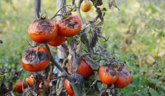 Ein vertrockneter Tomatenstrauch im Freiland hängt voll mit reifen, roten Tomaten. Fast alle Früchte weisen großflächige, runzelige, schwarzbraune Flecken auf, die tief ins Fruchtfleisch eingesunken sind. Das umgebende Laub ist komplett verdorrt, braun un
