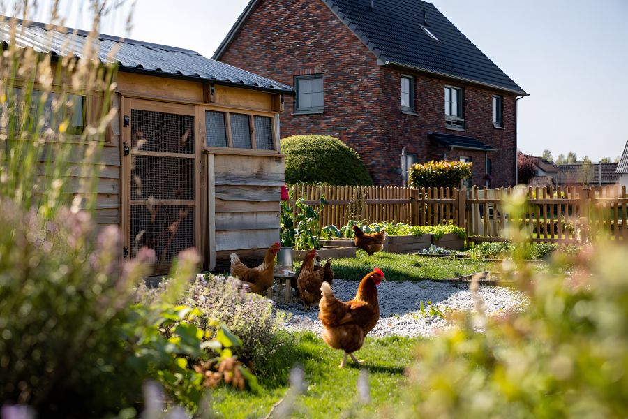Mehrere braune Hühner laufen in einem gepflegten Garten mit Hochbeeten und einem hölzernen Hühnerstall. Im Hintergrund steht ein rotes Klinkerhaus mit schwarzem Dach und Holzzaun.