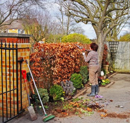 Hecke schneiden im Herbst
