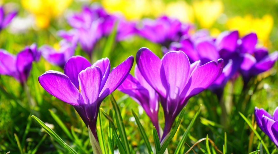 Krokus