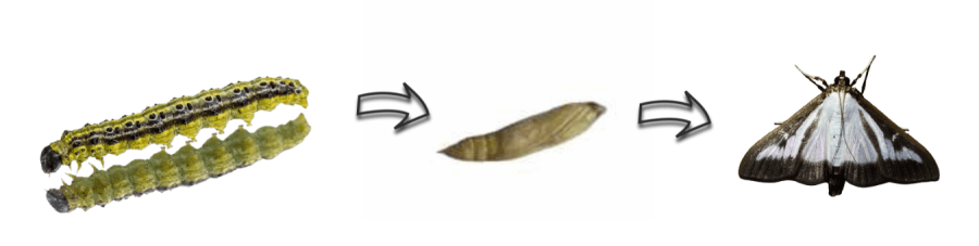 Lebenszkylus des Buchsbaumzünslers : Raupe Puppe Schmetterling