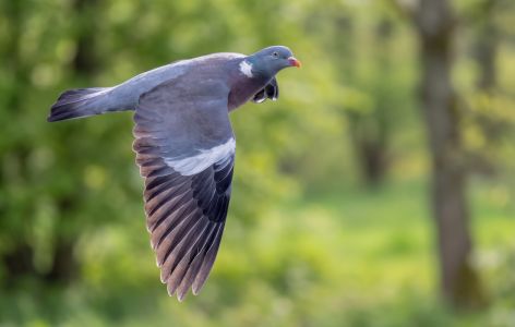 Eine große Ringeltaube fliegt seitlich durch das Bild vor einem grünlichen Waldhintergrund. Deutlich sichtbar sind der weiße Halsfleck und die breiten weißen Streifen auf den Flügeln.