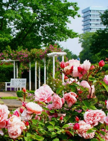 Blühende Rosen im Rosengarten