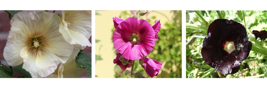 Stockrosen in verschiedenen Farben