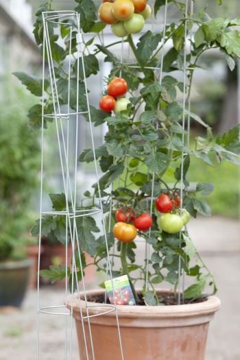 Tomate mit Stütze