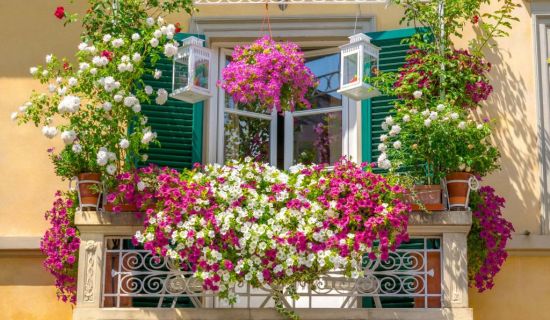 Blühende Kletterpflanzen Balkon